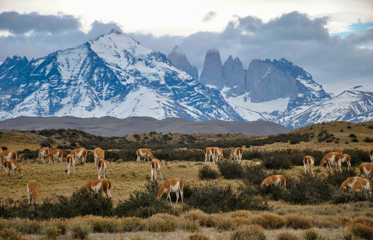 Salida desde El Calafate hacia Torres del Paine en vehículo privado